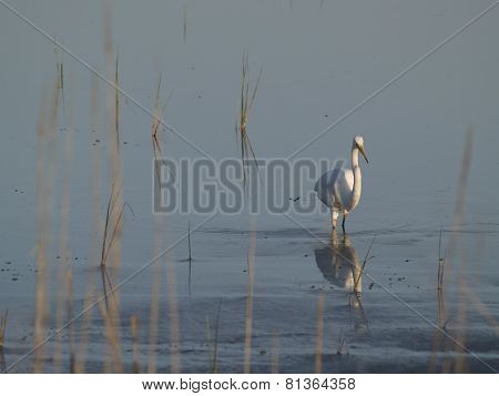White Heron Wading