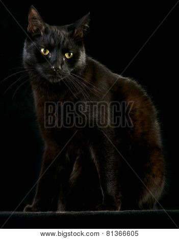 Black Cat