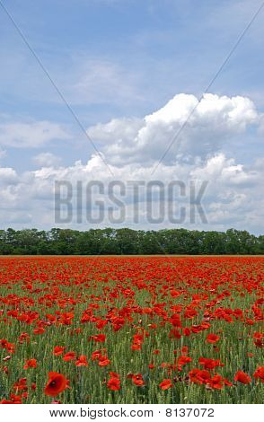 ฟิลด์ดอกป๊อบปี้