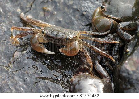 Green Shore Crabs - Hemigrapsus oregonensis