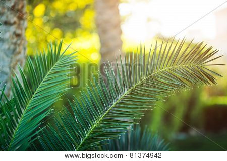 Tropical palm tree close-up