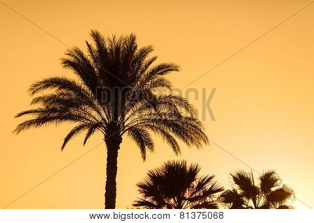 Tropical sunset