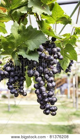 Full Trailer purple grapes