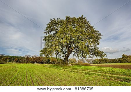 Hdr Shoot Of A Lime Tree On A Field In Autumn