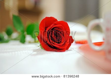 red rose