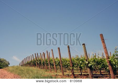 Vineyard Hill