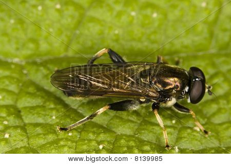 Schwebfliegen am Blatt