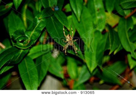 Spinne