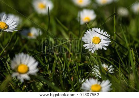 Summer Daisies