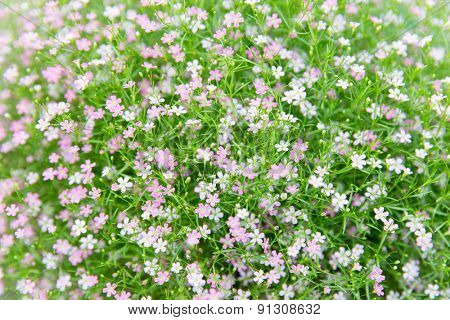 gardening, botany, texture and flora concept - beautiful wildflowers field texture