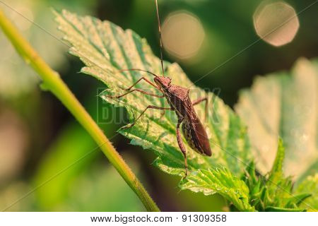 insect in nature background