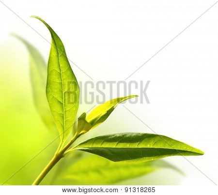 Tea tree (Thea sinensis). The leaves have been used in alternative medicine and other medical systems to treat asthma, angina pectoris, peripheral vascular disease, and coronary artery disease.