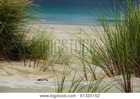 Beach Grasses