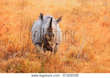 Black Rhino In Nakuru Park