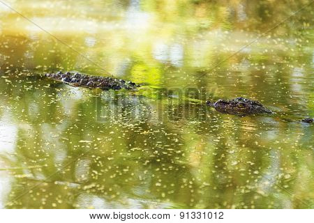 Crocodile In Baringo Lake