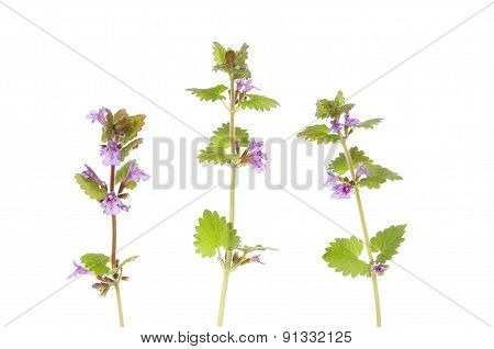 Ground Ivy