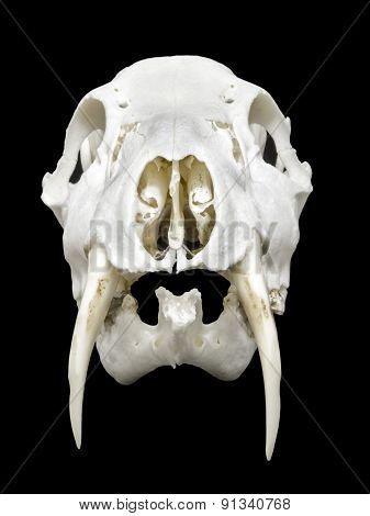 Skull Of A Chinese Water Deer