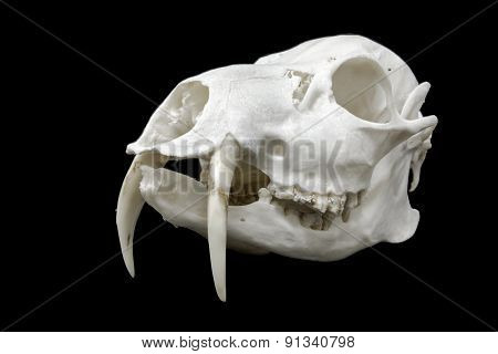 Skull Of A Chinese Water Deer