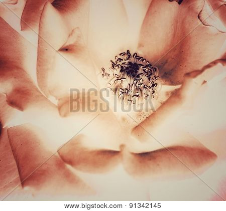 old rose