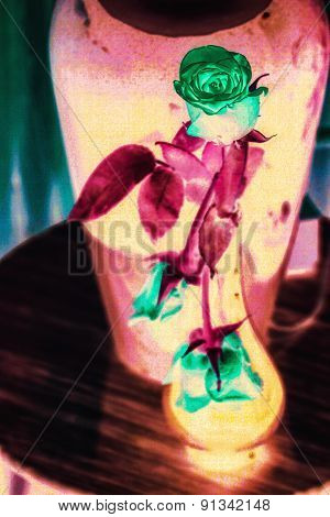 colorful rose in the vase