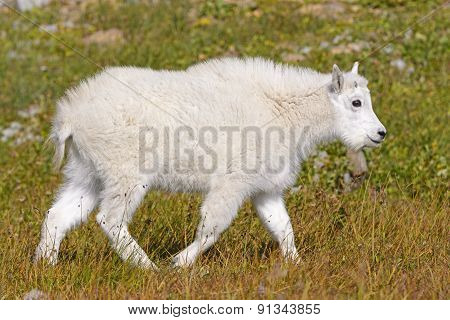 Baby Mountain Goat In An Alpine Meadow