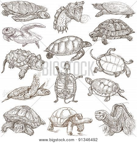 Turtles - Freehands, Full Sized Hand Drawings