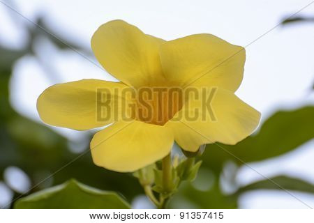 Yellow Allamanda cathartica