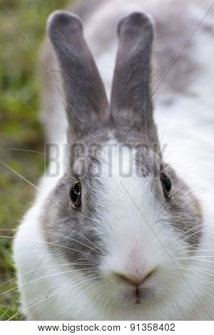 Rabbit