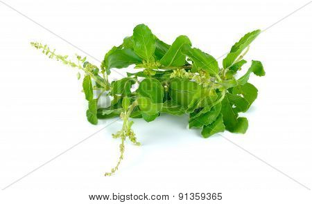 Holy Basil Or Tulsi Leaves Isolated Over White Background