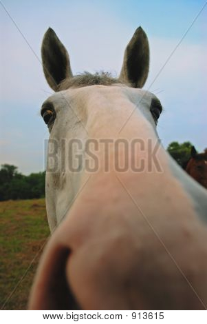 Cavallo ficcanaso