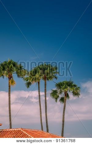 Rooftops and palmtrees