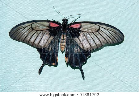 Butterfly Papilio,