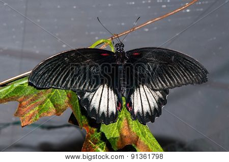 Butterfly Papilio,