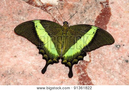 Butterfly Papilio,