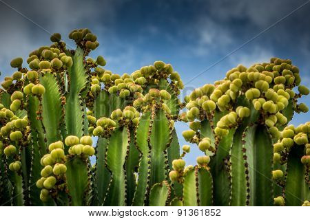 Cactuses flowering