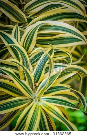 Draceanea Fragrans