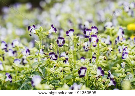 Wishbone Flower