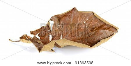Dried Teak Leaf Isolated On The White Background