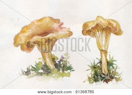 Illustration Chanterelles Mushrooms On Watercolor Paper