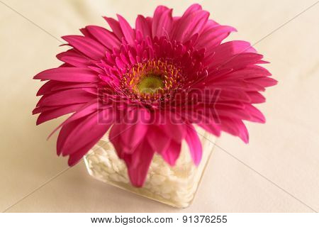 Pink flower.
