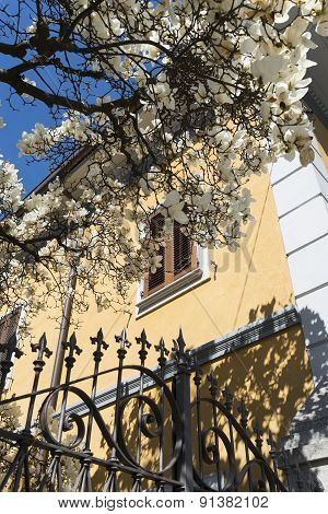 Magnolia With White Flowers