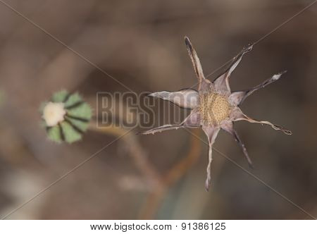 Prickly Goldenfleece Wild Flower