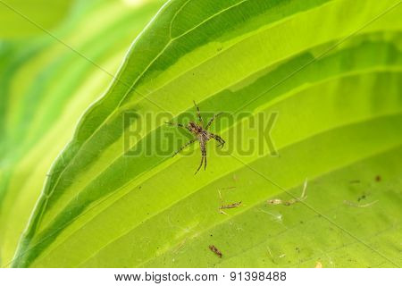 Spider On A Leaf Of A Flower On The Web Host
