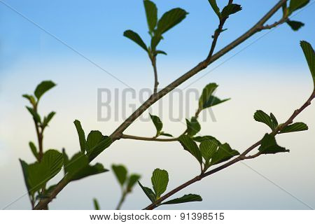 Alder Tree Blossoming Out In The Spring