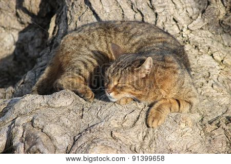 Sleeping Cat Under A Tree
