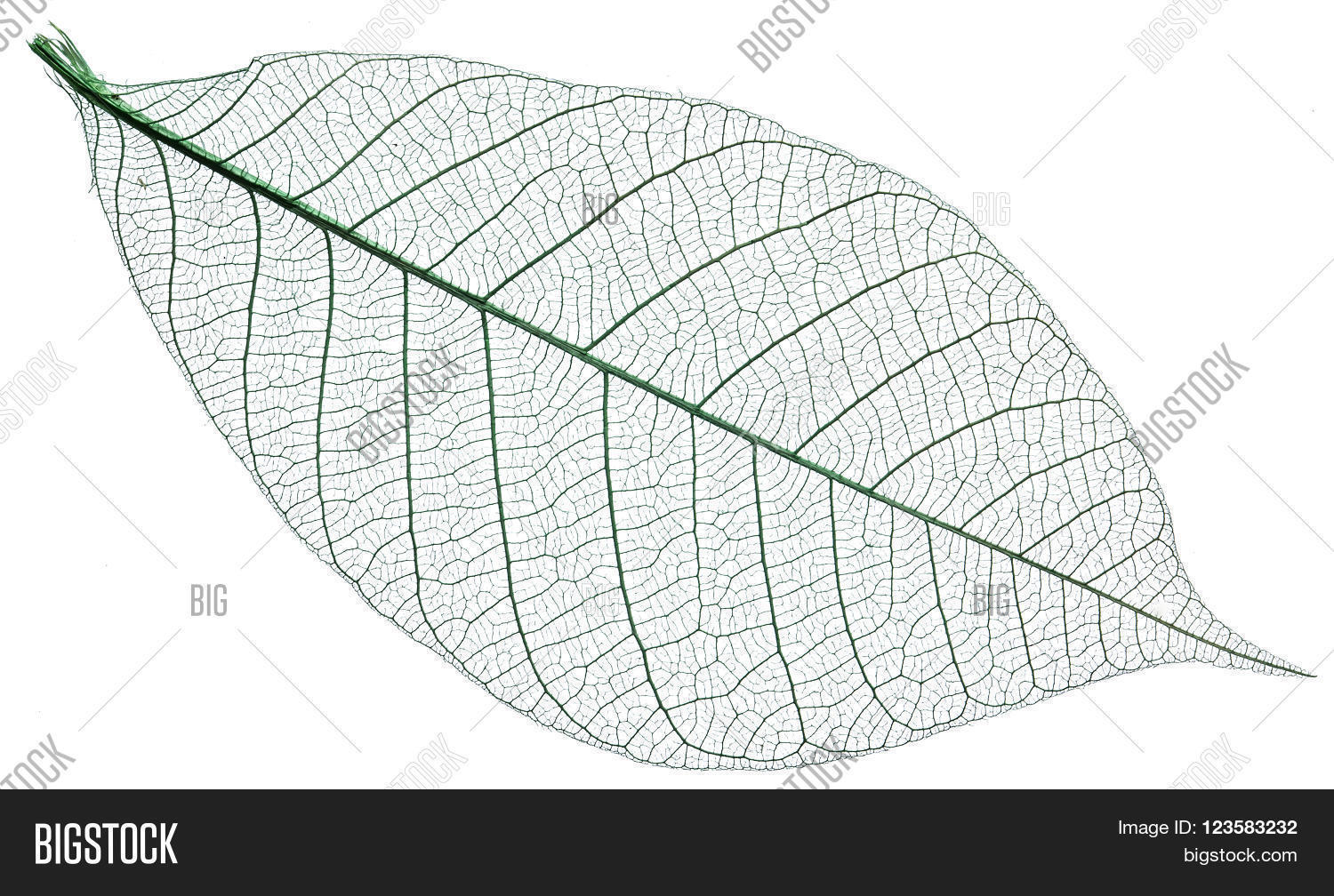 лист с прожилками. листья растровое изображение. рентген листьев. прожилки листика. растения в цветной графике.