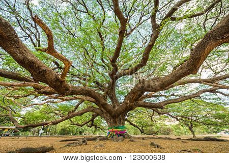 view of big Rain Tree with branch magnify