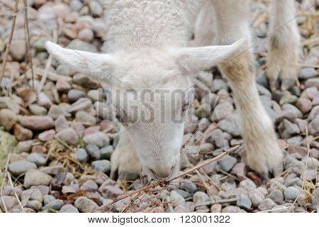 Beautiful newborn white lamb chewing on a plant