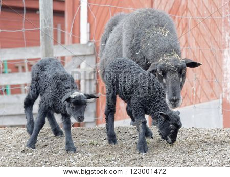 Two beautiful black lamb and the mother sheep walking in the pasture