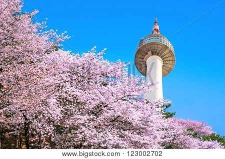 Seoul tower and pink cherry Blossom, Sakura season in spring,Seoul in South Korea.
